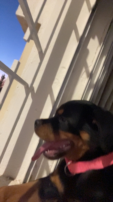 Rottweiler 4 mois