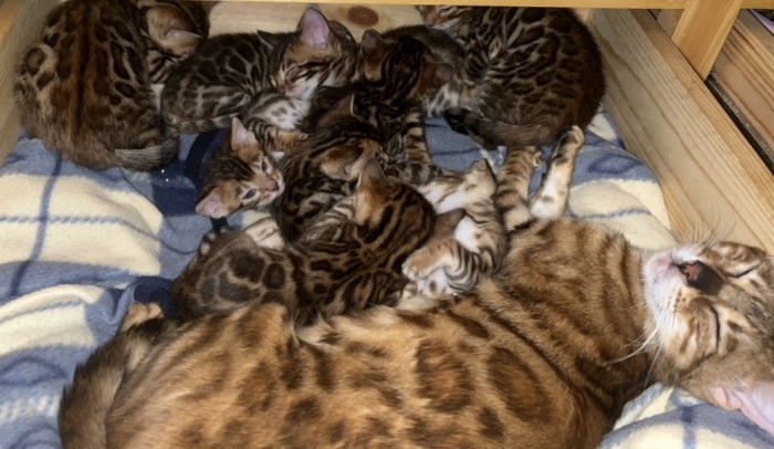 Chatons Bengal