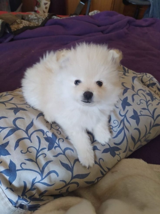 Spitz nain