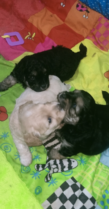 Bichon maltais havanes