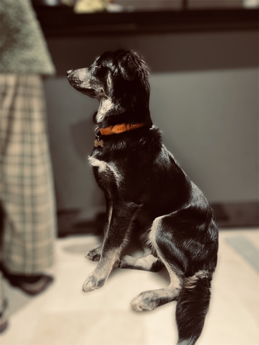 ADOPTION Chiot Golden Retriever X Husky