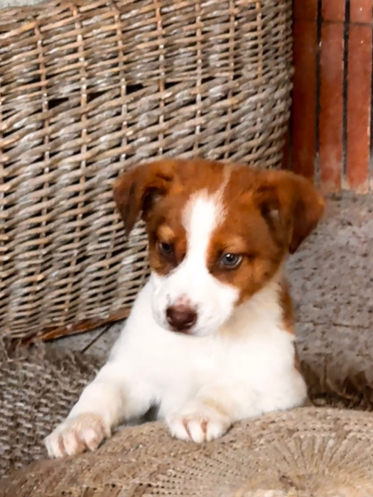 Jack Russell pour adoption