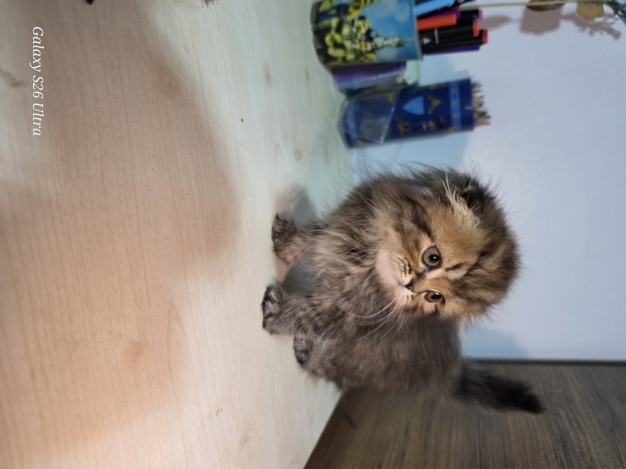 Highland fold & Scottish fold
