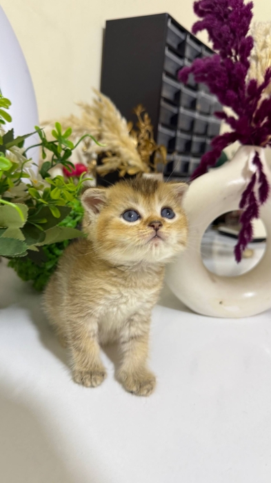 Scottish fold male Golden ny22