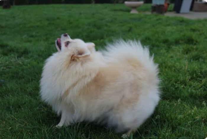 Super femelle spitz nain Poméranie