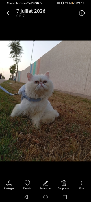 Chat persan