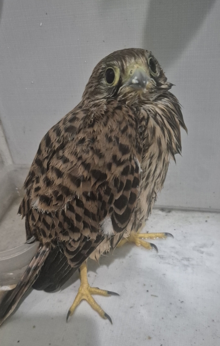 Aigle d'Aousak