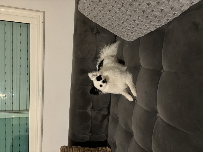 Spitz de Poméranie femelle à vendre