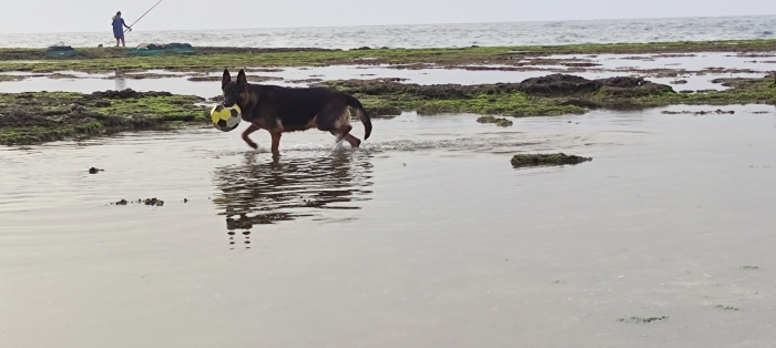 Femelle berger allemand