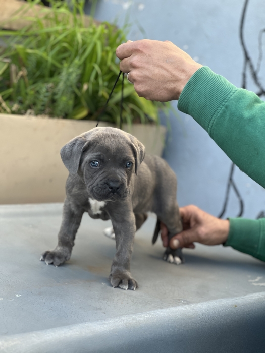 Cane corso bleu yeux bleus