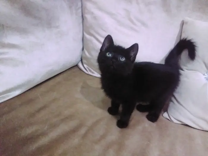 Adoptation