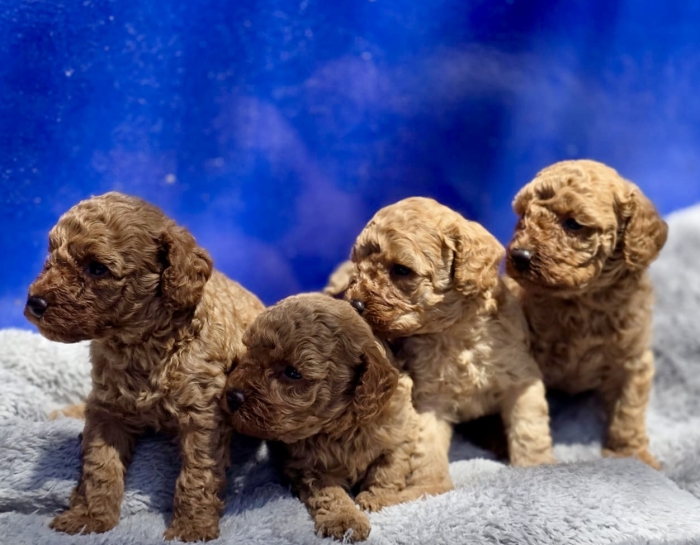 Chiots Caniches Toys Pedigree  🇫🇷