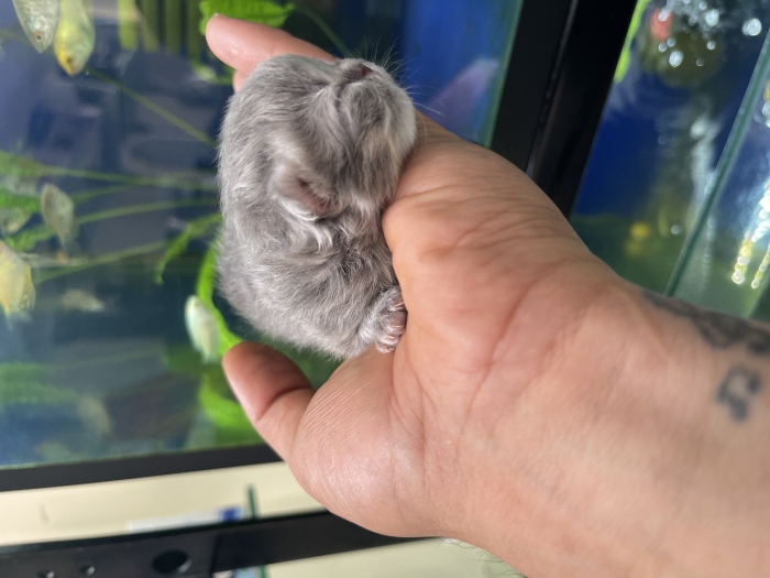 Chinchilla persan poil long
