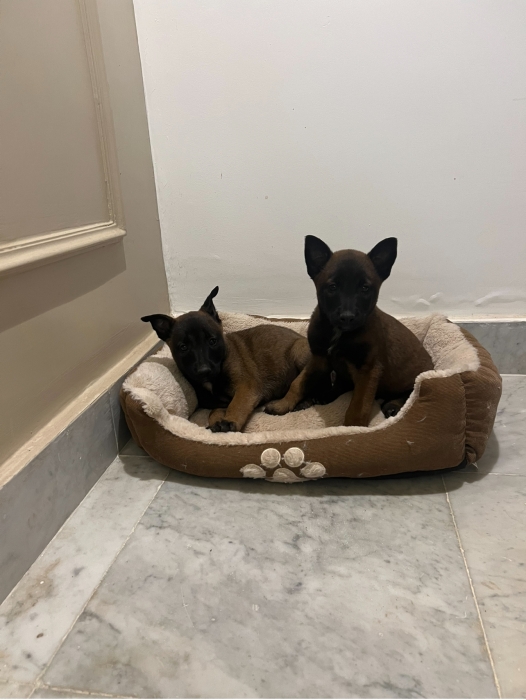 Berger Belge Malinois