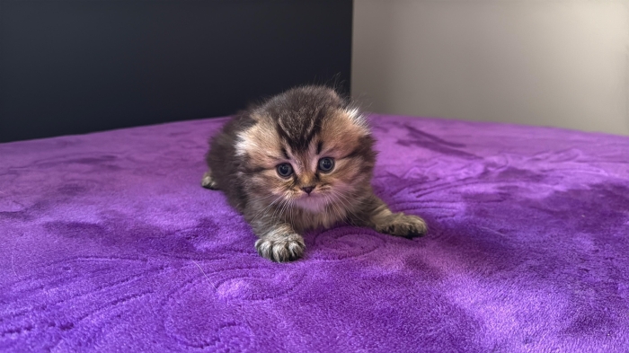 Scottish fold & british & Highland fold