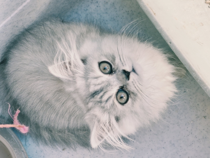 Chat persian male 2mois
