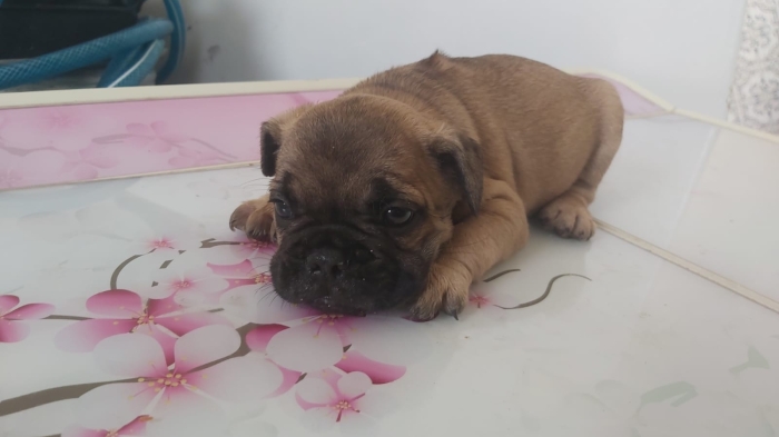 3 Chiots bulldog francais