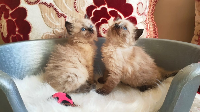 Siamois Himalayens سيامي همالايا مشعرين