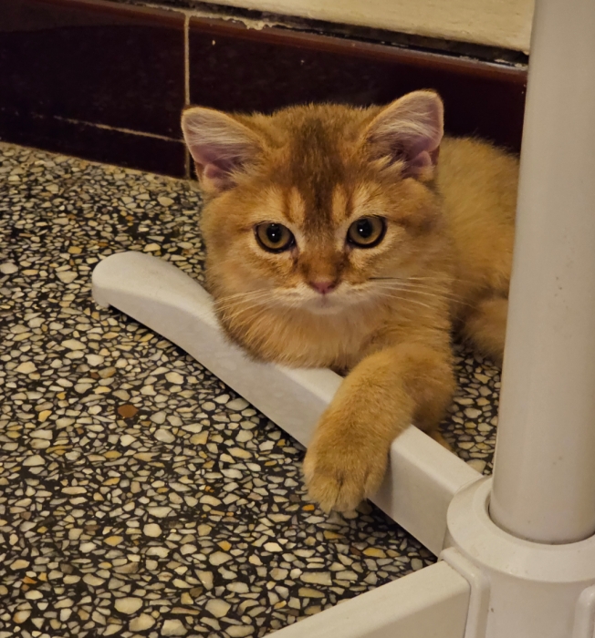 british shorthair ny11 golden