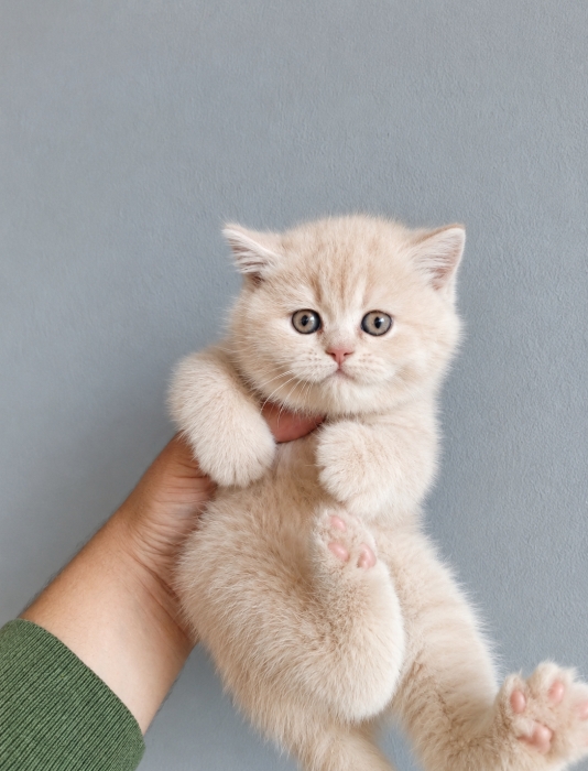 British shorthair