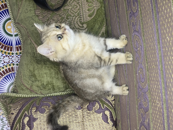 Chaton scotish
