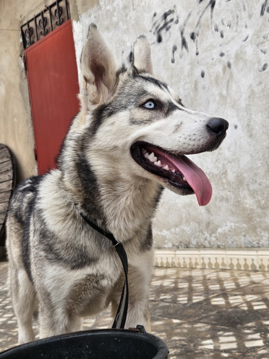 Husky de Sibérie