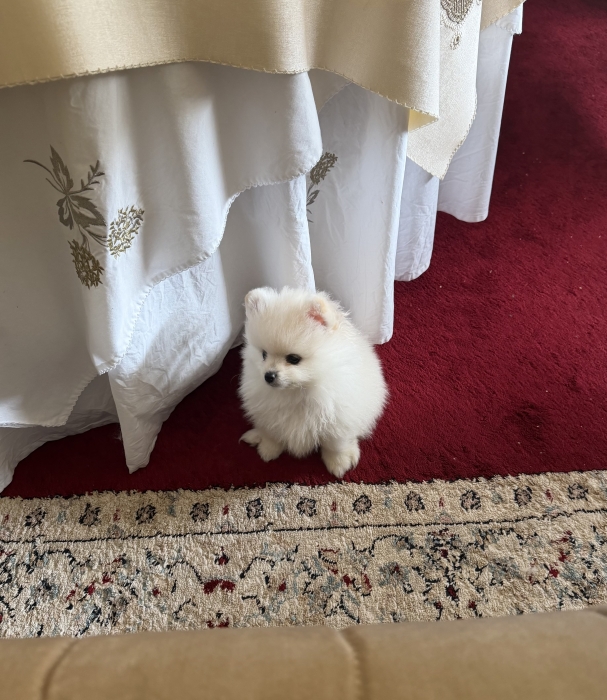 Chiot de Poméranie spitz nain