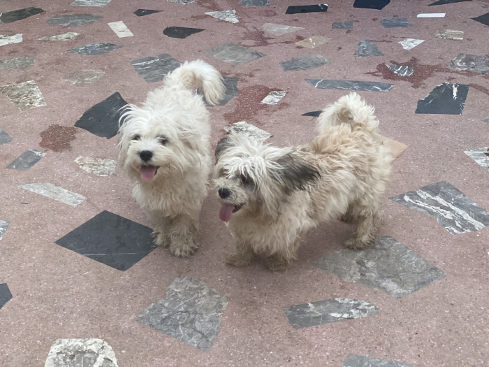 Bichon maltais