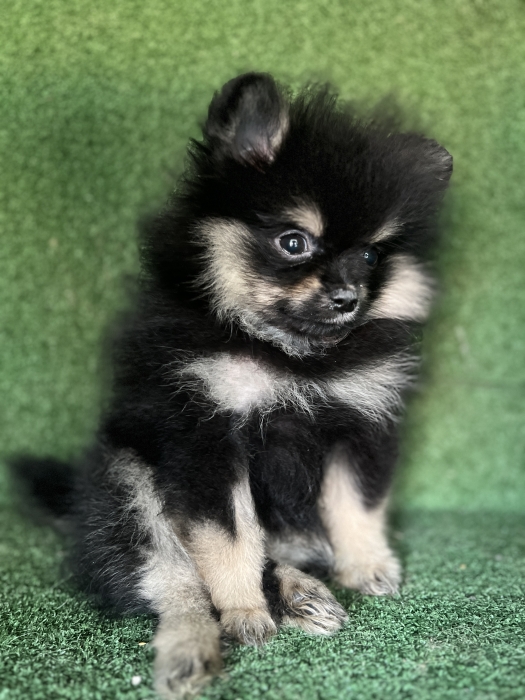 Spitz nain exotique