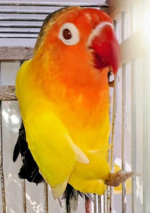 Inseparables  طيور الحب