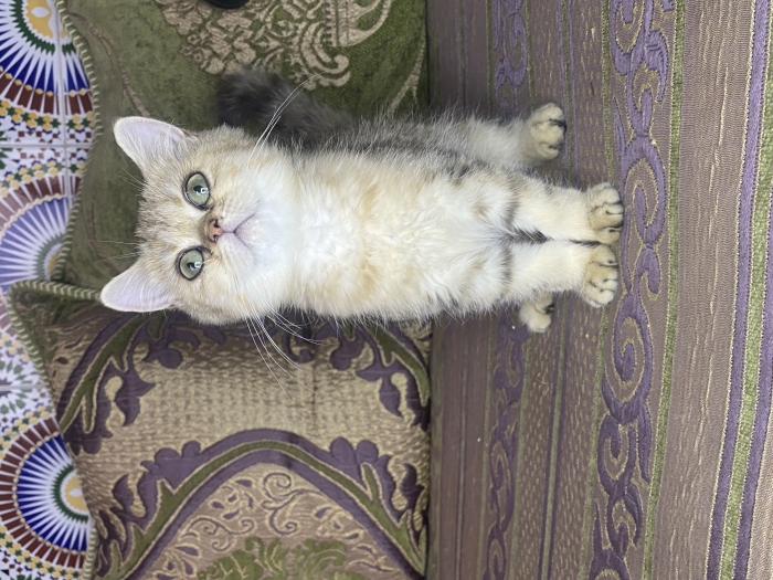 Chaton scotish