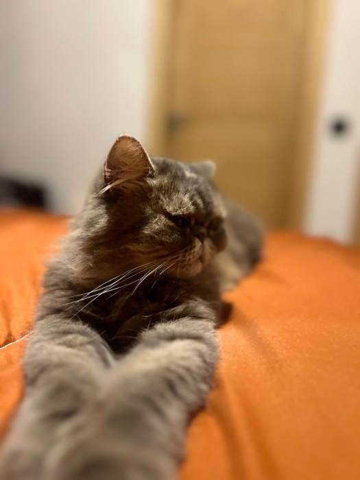 Femelle persan race pur