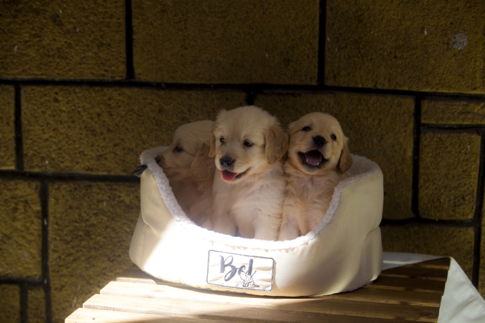 magnifiques Chiots golden retriever pure race