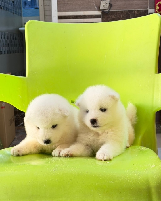 À vendre : adorables chiots Samoyède 🐾