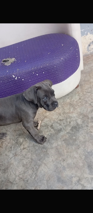 Super chiot femelle cane corso race pure
