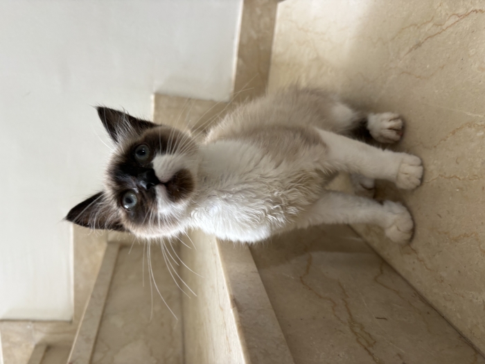 chaton siamois à adopter