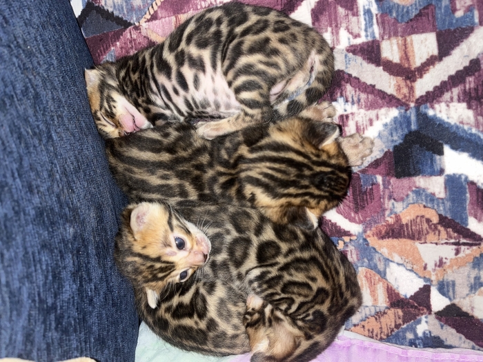 Bengal