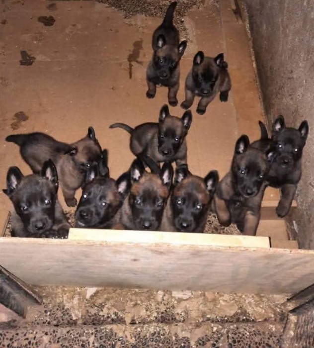 Super chiots malinois charboni