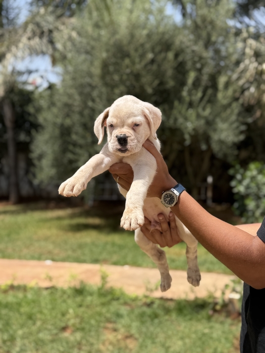 Boxer Blancs Pedigree Male et Femelle