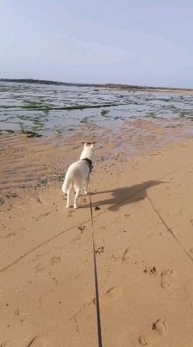 L'auberge canine