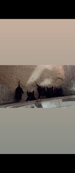 Excellent chiots malinois charboni noir