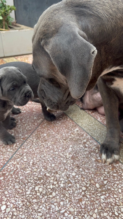 Chiots cane corso