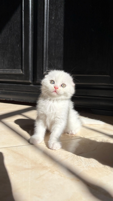 Scottish fold & british & Highland fold