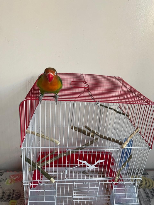 Oiseaux inséparables bien dressé avec cage