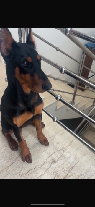 Doberman