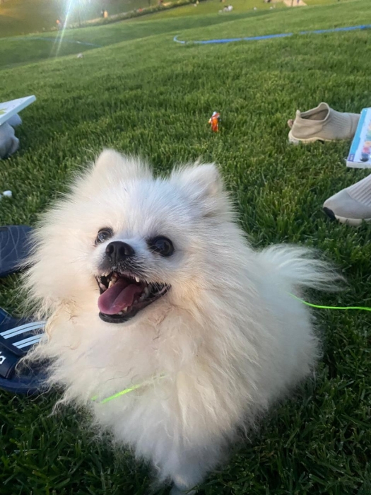 Spitz nain