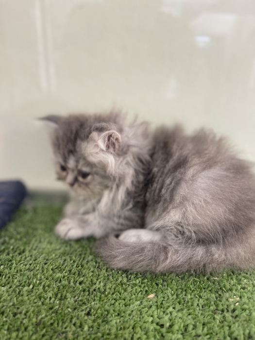 Persian Chinchilla