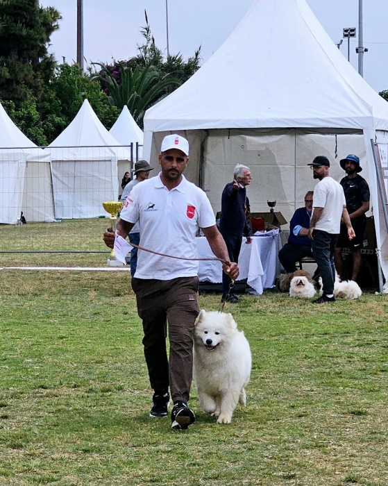Top SAMOYEDES père LOF mère championne du maroc