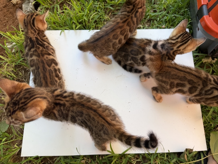 Bengal