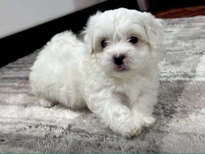 Bichon maltais pure race